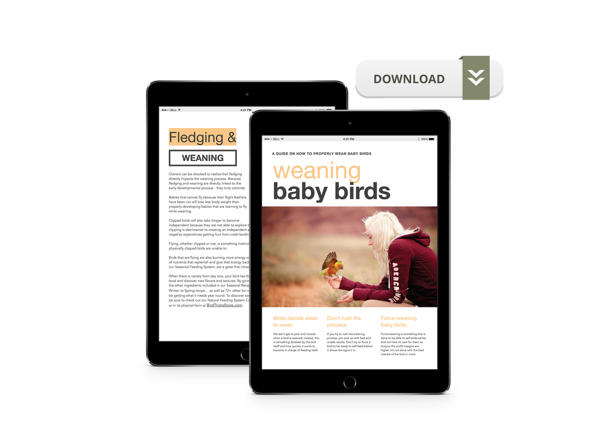 A Guide to Weaning Baby Birds