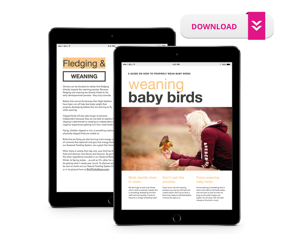 A Guide to Weaning Baby Birds